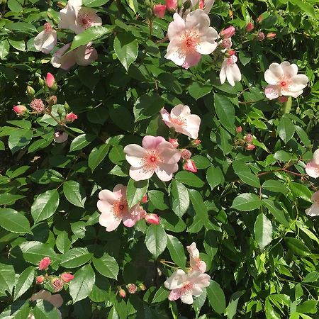 Guesthouse Flora ロディ エクステリア 写真